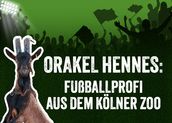 Orakel Hennes: Fußballprofi aus dem Kölner Zoo