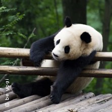 Yoga f&uuml;r die Artenvielfalt in Karlsruhe