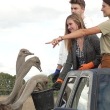 Mit dem Vogel Strau&szlig; auf Safari