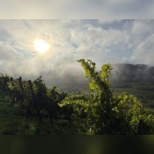 Cool-Climate-Winetasting | Weingut Vereinigte Hospitien