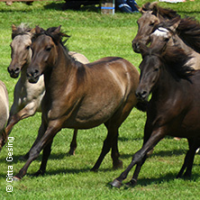 Wildpferdefang D&uuml;lmen