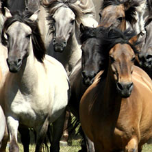 Wildpferdefang D&uuml;lmen